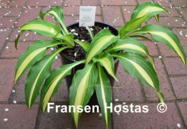 Hosta Lakeside Fruit Loops