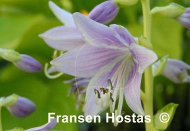 Hosta Lakeside Fruit Loops