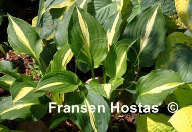 Hosta Lakeside Fruit Loops