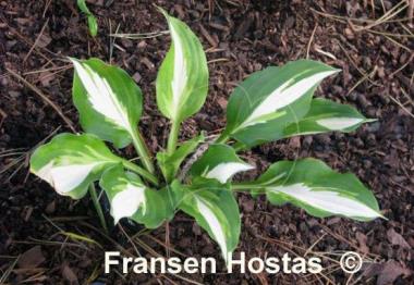 Hosta Lakeside Fruit Loops