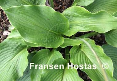 Hosta Lakeside Grandee