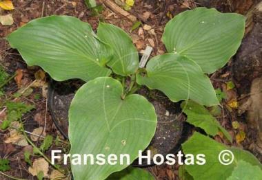 Hosta Lakeside Grandee