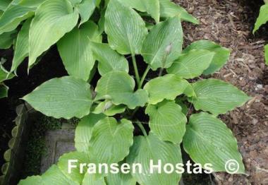 Hosta Lakeside Grandee