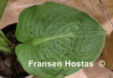 Hosta Lakeside Grumpy Green