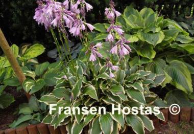 Hosta Lakeside Hoola Hoop