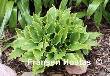 Hosta Lakeside Hoola Hoop