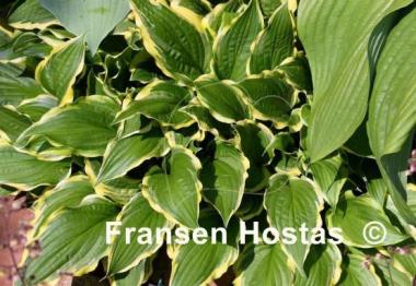 Hosta Lakeside Hoola Hoop