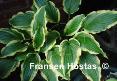 Hosta Lakeside Hoola Hoop