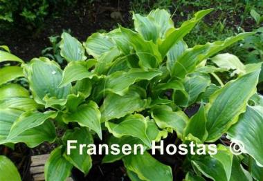 Hosta Lakeside Hoola Hoop