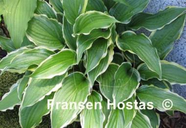Hosta Lakeside Hoola Hoop