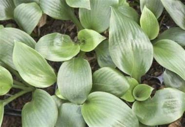 Hosta Lakeside Iron Man