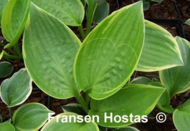 Hosta Lakeside Jazzy Jane