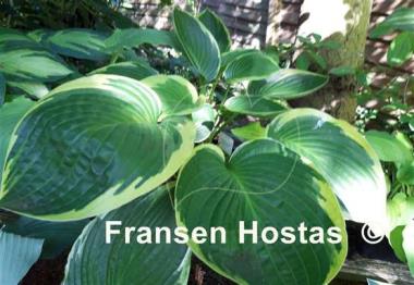 Hosta Lakeside Jazzy Jane