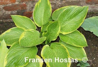 Hosta Lakeside Jazzy Jane