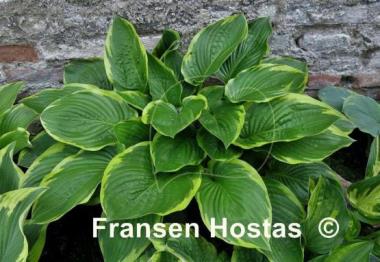 Hosta Lakeside Jazzy Jane