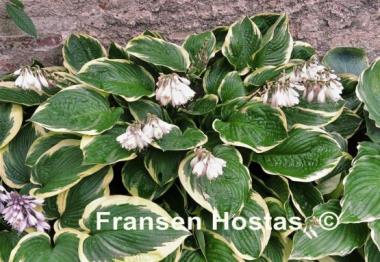 Hosta Lakeside Jazzy Jane