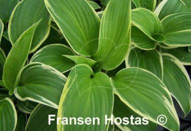 Hosta Lakeside Keepsake