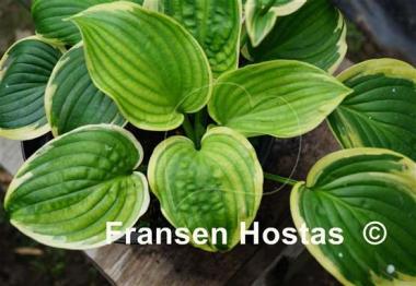 Hosta Lakeside Keepsake