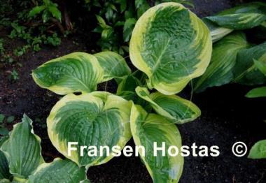 Hosta Lakeside Keepsake
