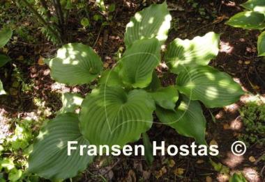 Hosta Lakeside Khum Kaw