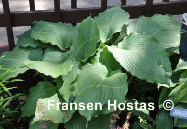 Hosta Lakeside Khum Kaw