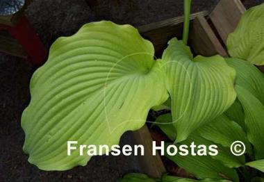 Hosta Lakeside Khum Kaw