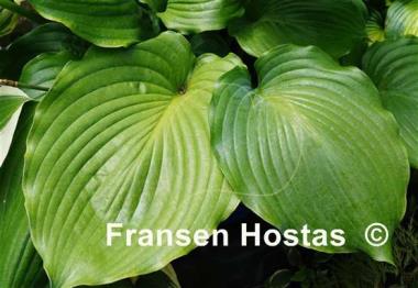 Hosta Lakeside Khum Kaw