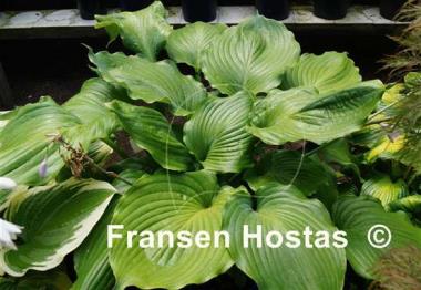 Hosta Lakeside Khum Kaw