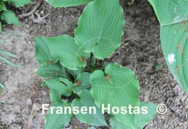 Hosta Lakeside King Pin