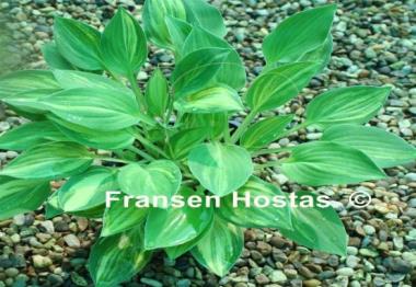 Hosta Lakeside Knickknack