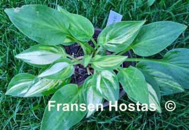 Hosta Lakeside Knickknack