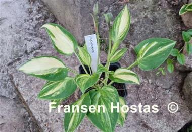 Hosta Lakeside Knickknack