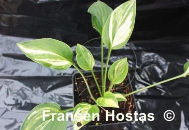 Hosta Lakeside Knickknack