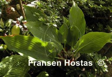 Hosta Lakeside Lagoon