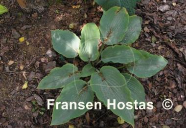 Hosta Lakeside Lagoon