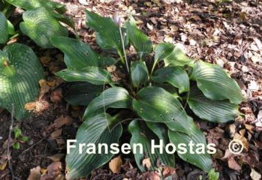 Hosta Lakeside Lagoon