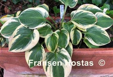 Hosta Lakeside Legal Tender