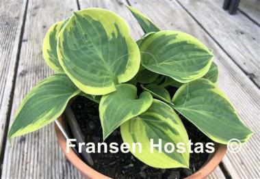 Hosta Lakeside Legal Tender