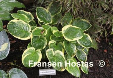 Hosta Lakeside Legal Tender