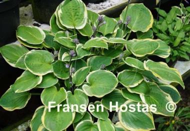 Hosta Lakeside Legal Tender