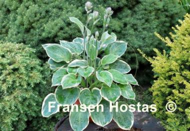 Hosta Lakeside Legal Tender