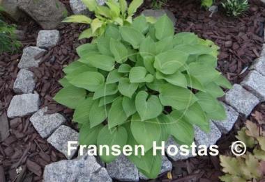 Hosta Lakeside Lime Time