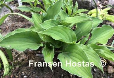 Hosta Lakeside Little Gem