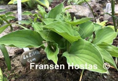 Hosta Lakeside Little Gem