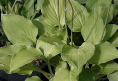 Hosta Lakeside Little Gem