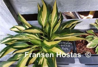 Hosta Lakeside Little Tuft