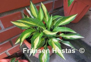 Hosta Lakeside Little Tuft