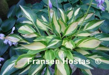 Hosta Lakeside Little Tuft