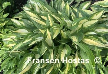 Hosta Lakeside Little Tuft