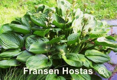 Hosta Lakeside Lollipop